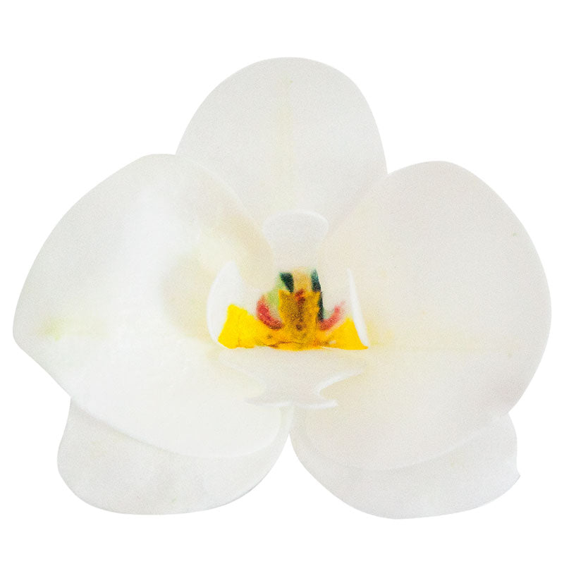ORQUIDEA OBLEA BLANCA 8.5 -7.5CM