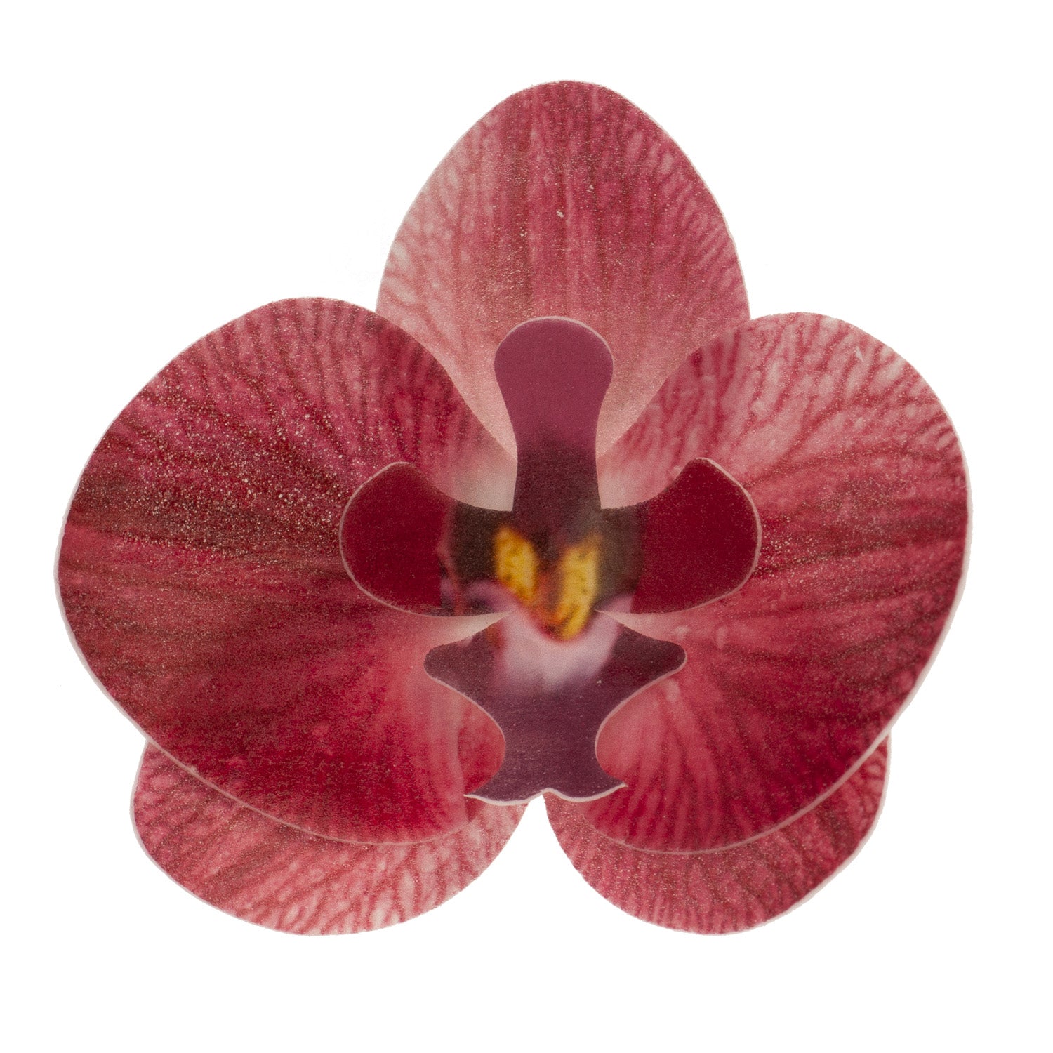 ORQUIDEA OBLEA BURDEOS 8.5 -7.5CM