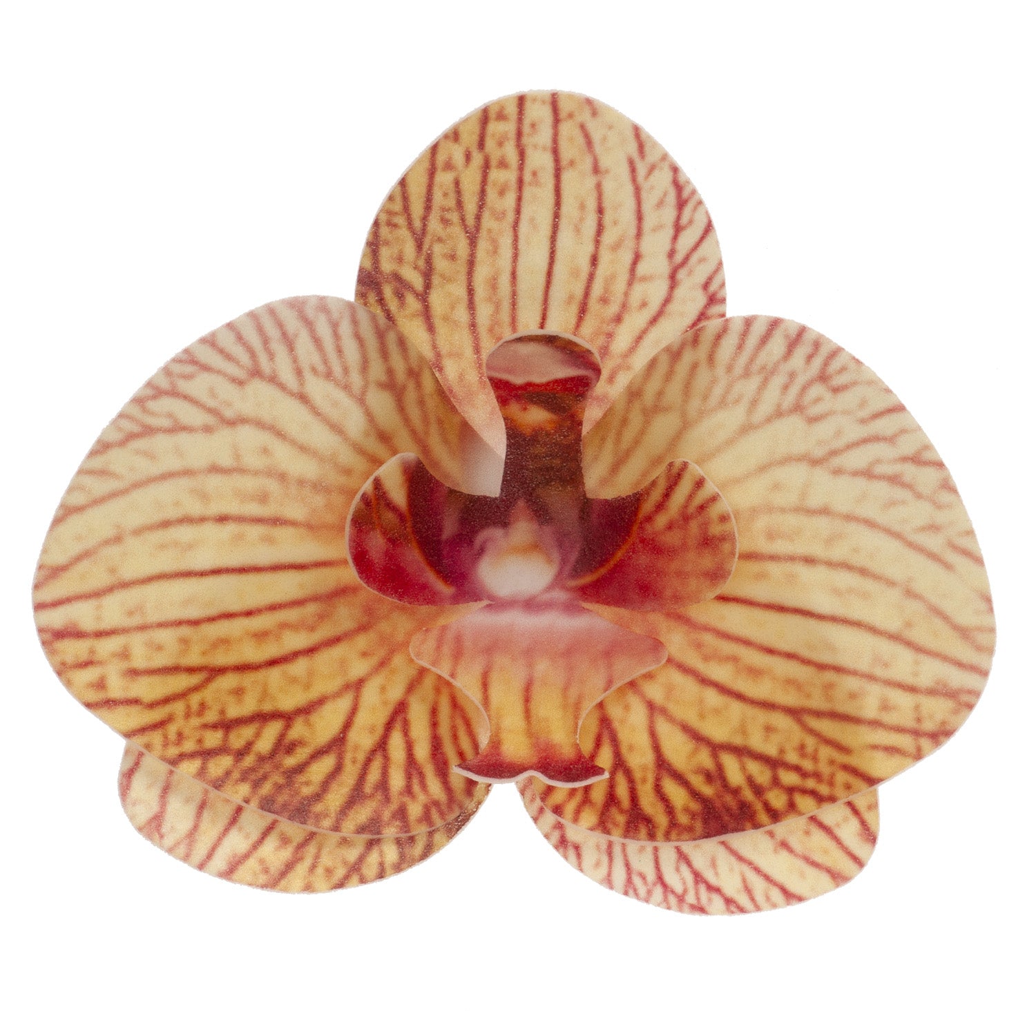 ORQUIDEA OBLEA NARANJA 8.5 -7.5CM