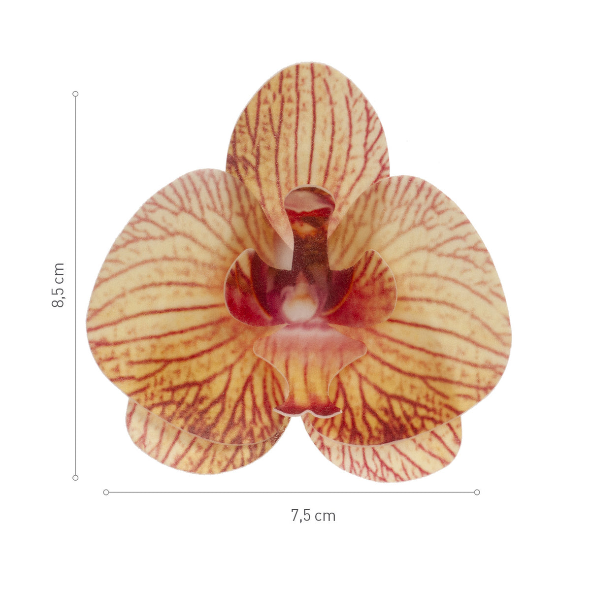 ORQUIDEA OBLEA NARANJA 8.5 -7.5CM