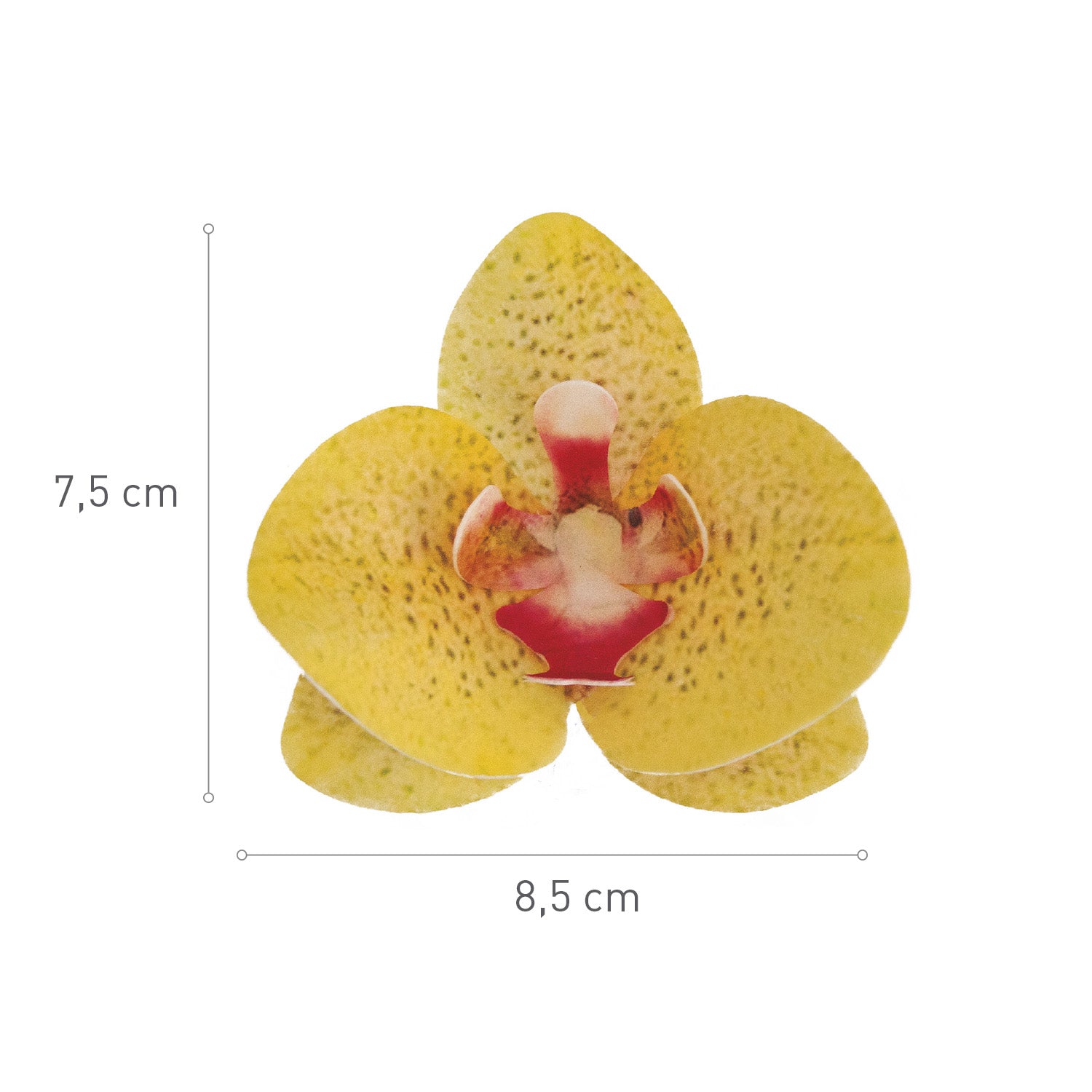BOX OF 10 YELLOW WAFER ORCHIDS 8.5-7.5CM